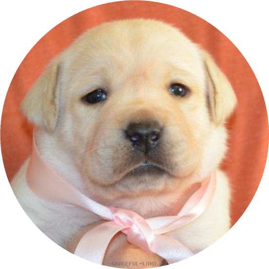 女の子(ピンク母犬グラス)(A child of ソロモン & グラス) 女の子(ピンク母犬グラス)